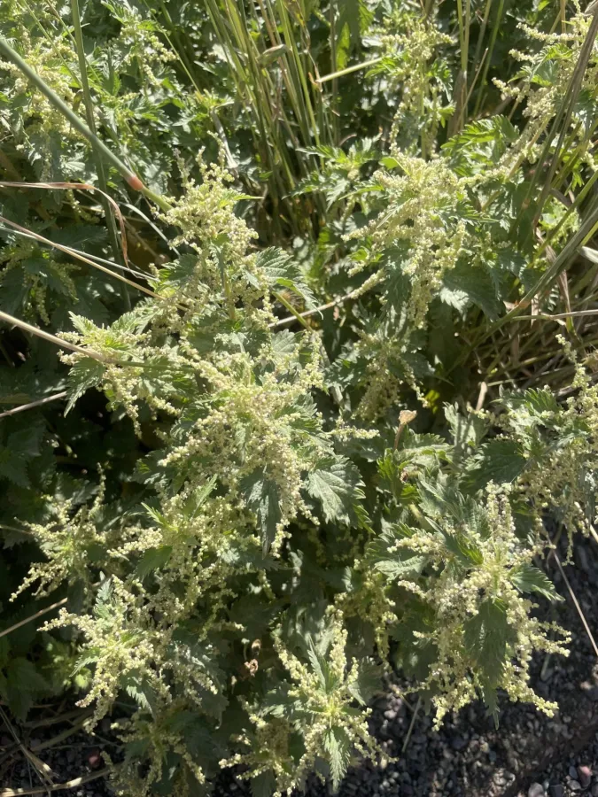 Urtica dioica