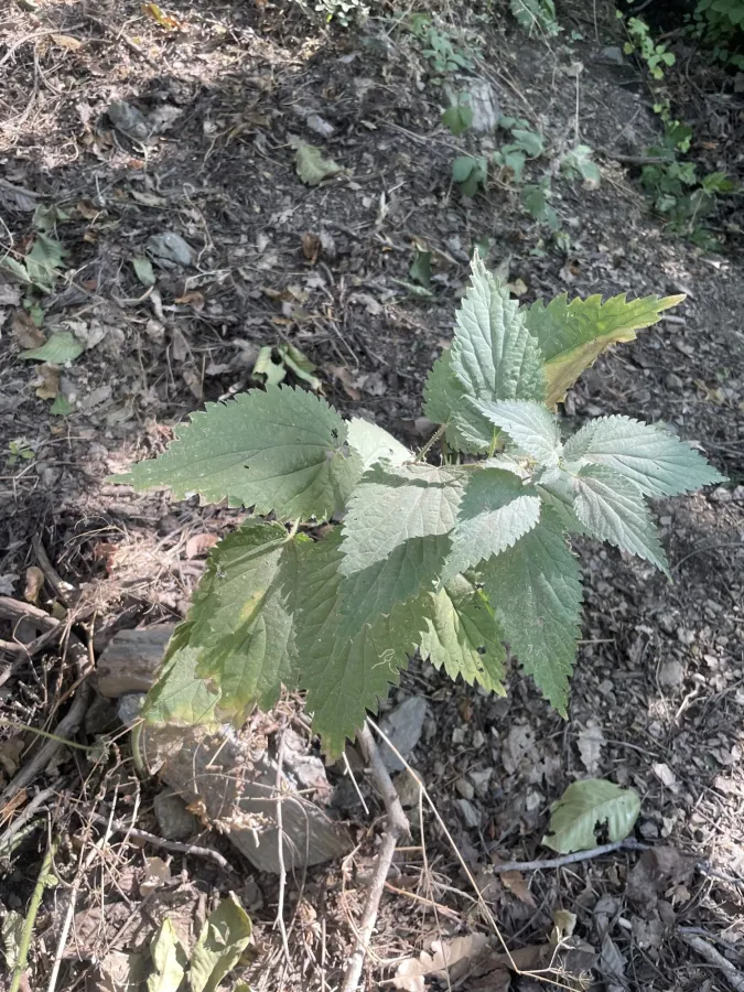 Urtica dioica