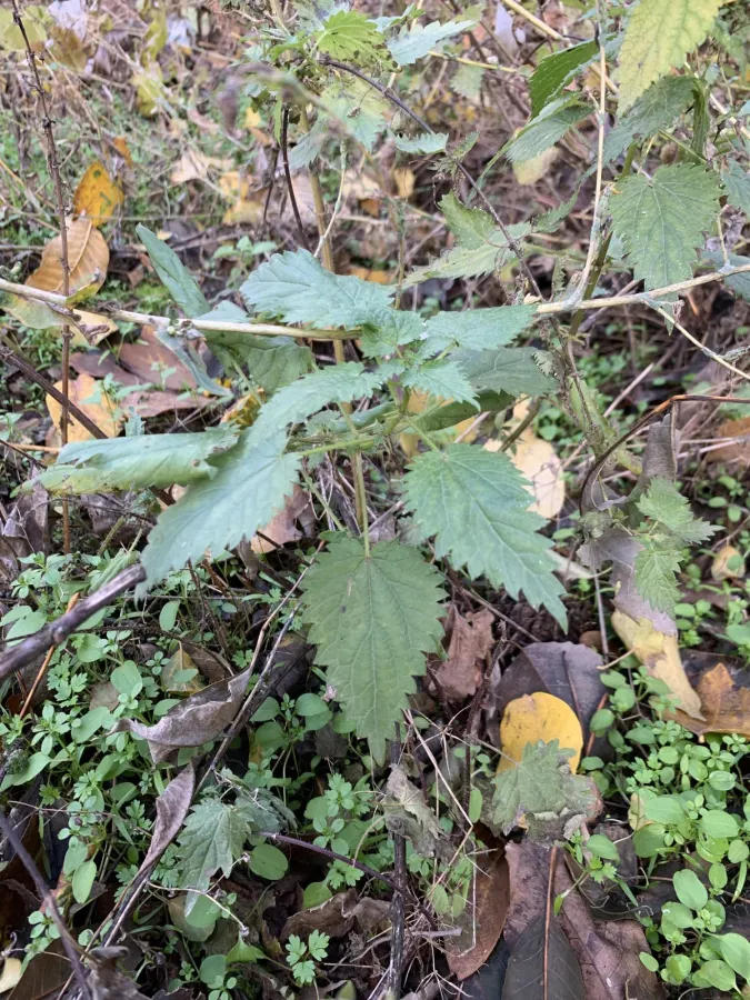 Urtica dioica