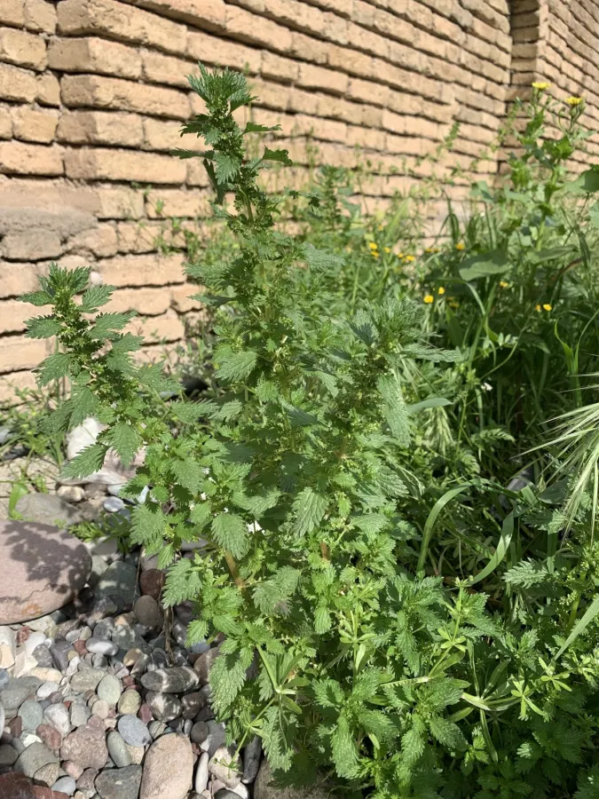 Urtica urens