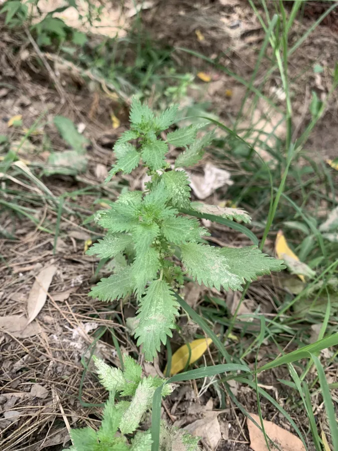 Urtica urens