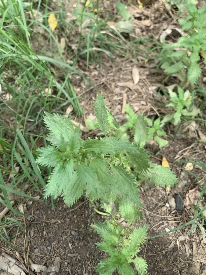 Urtica urens