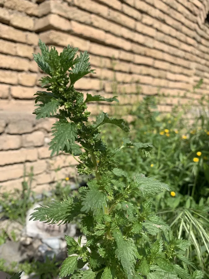 Urtica urens