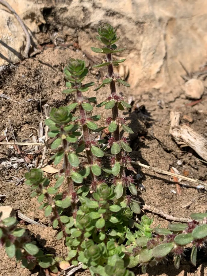 Valantia hispida