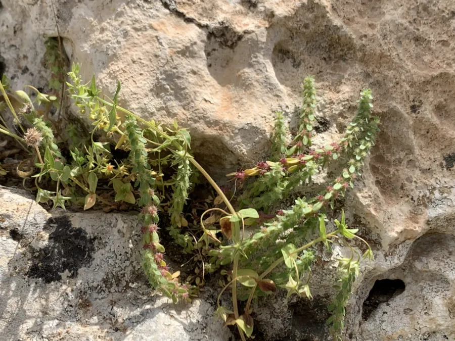 Valantia hispida