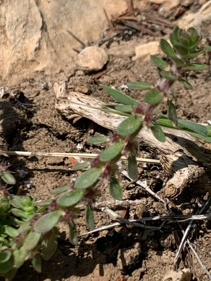 Valantia hispida