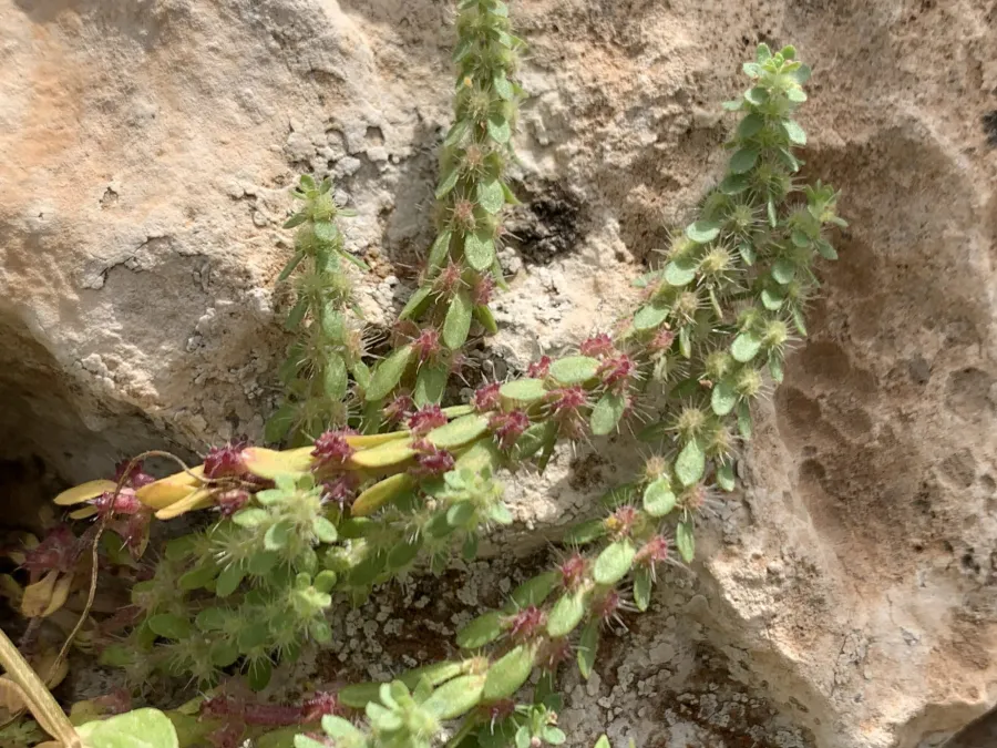 Valantia hispida