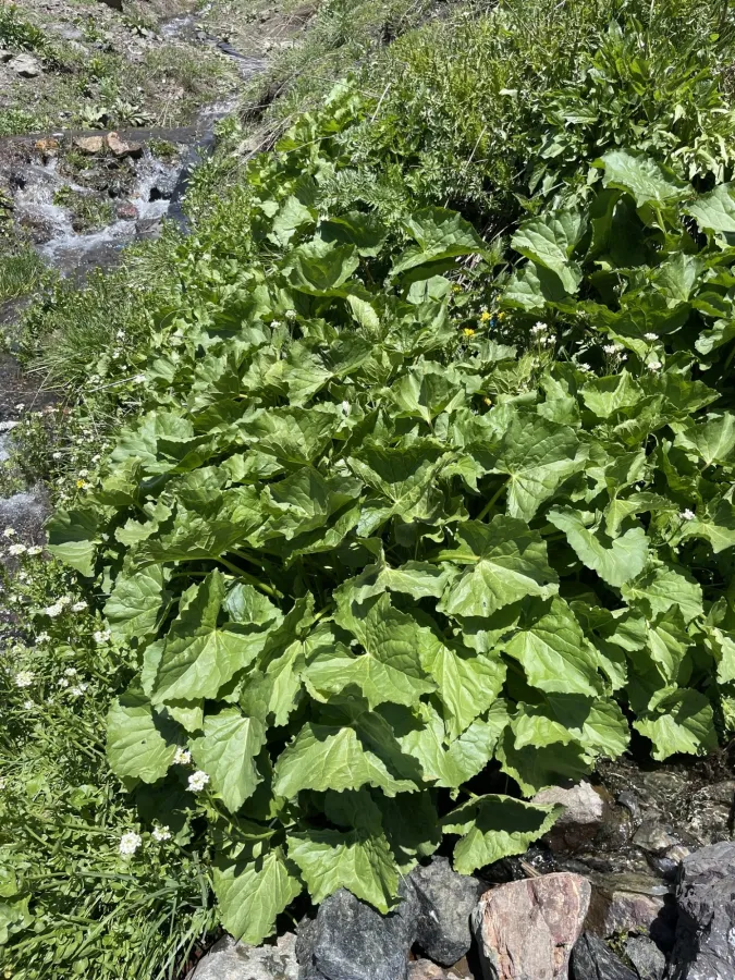 Valeriana alliariifolia