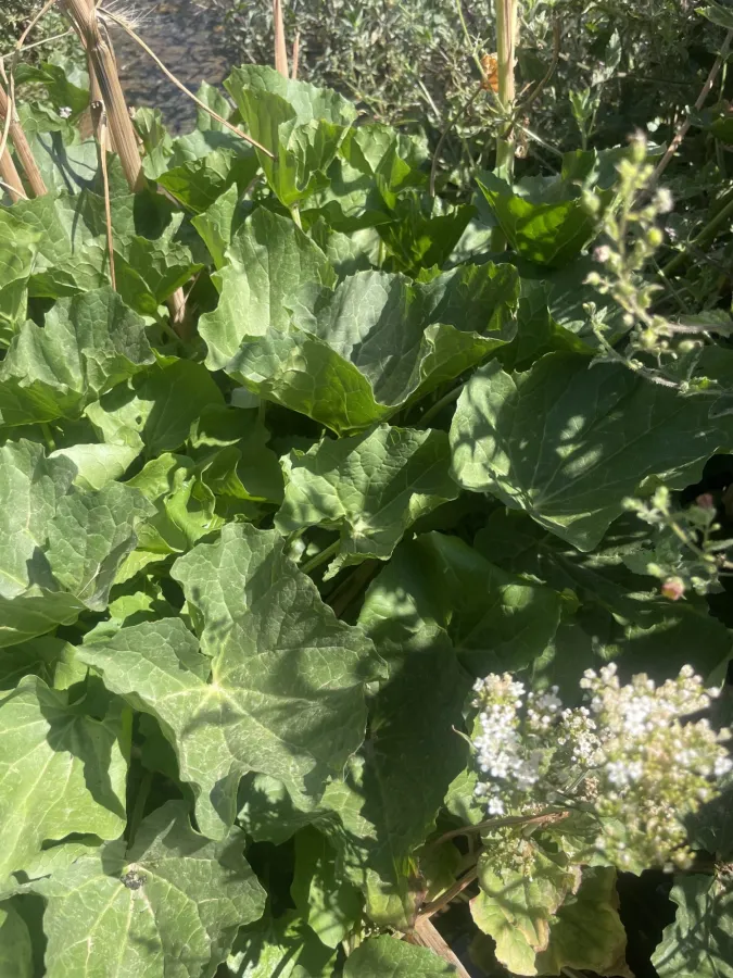 Valeriana alliariifolia