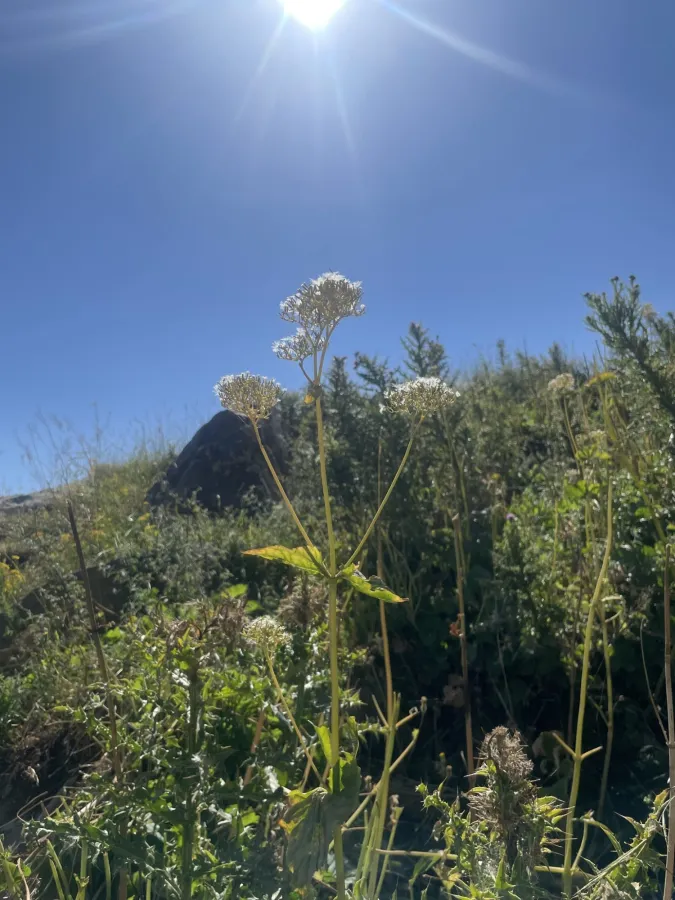 Valeriana alliariifolia