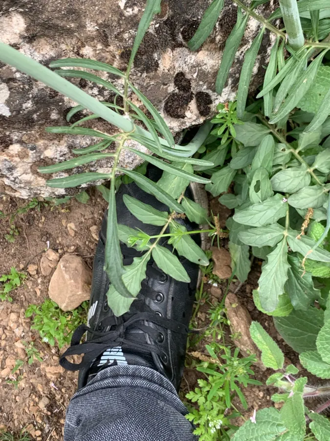 Valeriana italica