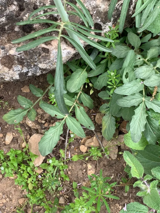 Valeriana italica