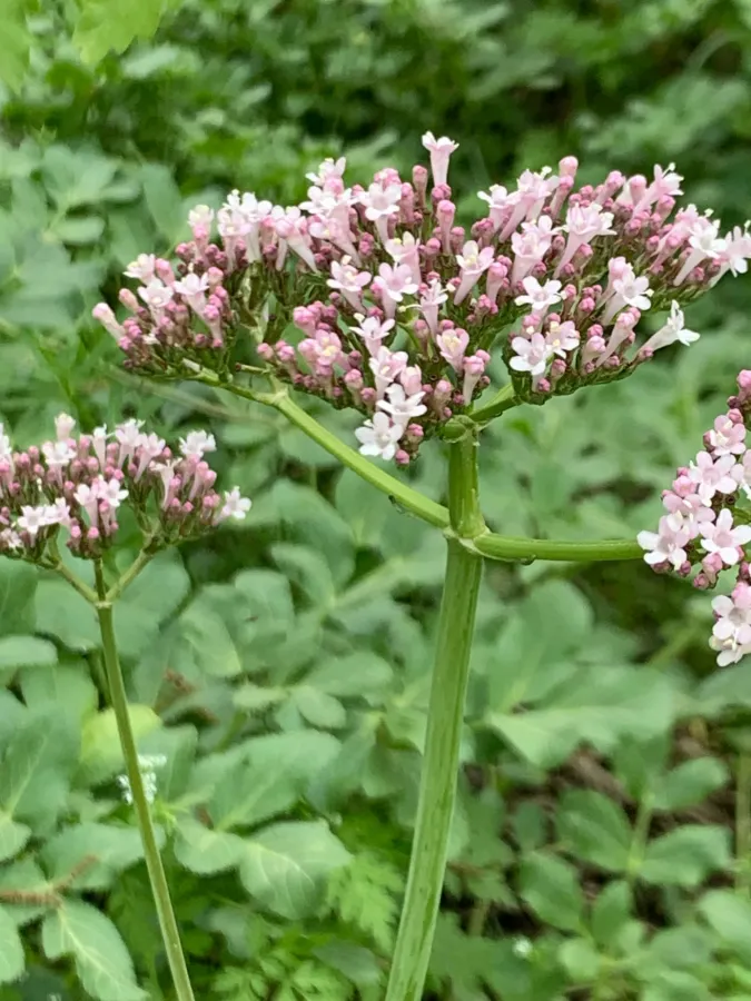 Valeriana italica