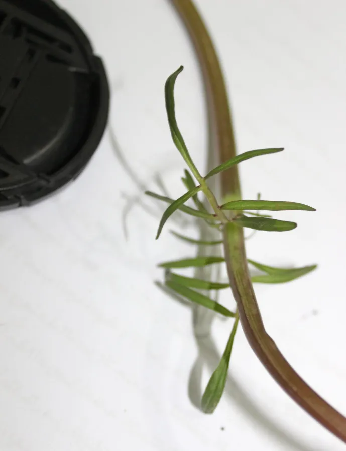Valeriana italica