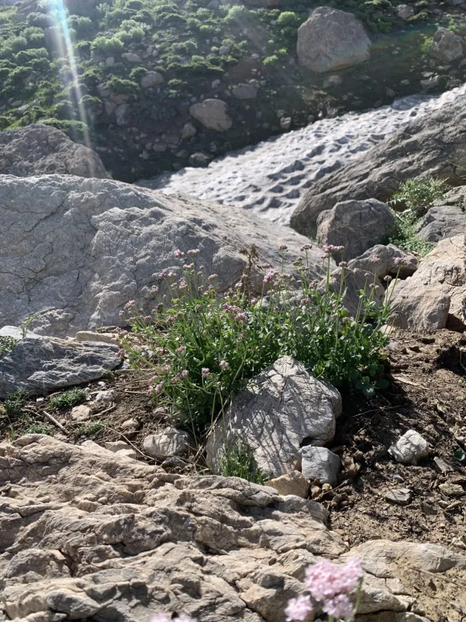 Valeriana sisymbriifolia