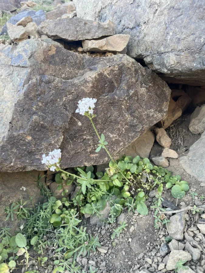 Valeriana sisymbriifolia