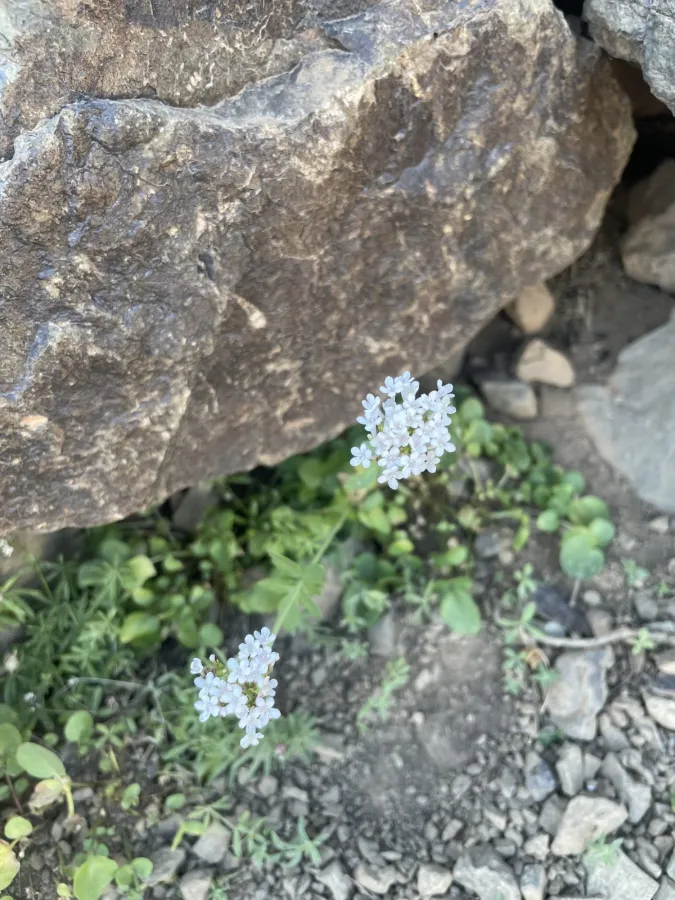 Valeriana sisymbriifolia