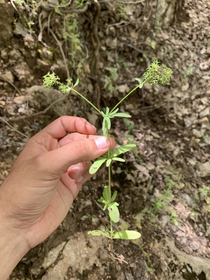 Valerianella dactylophylla