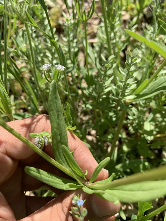 Valerianella dactylophylla