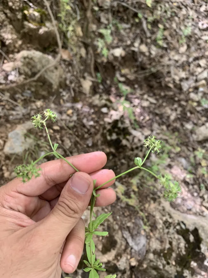 Valerianella dactylophylla
