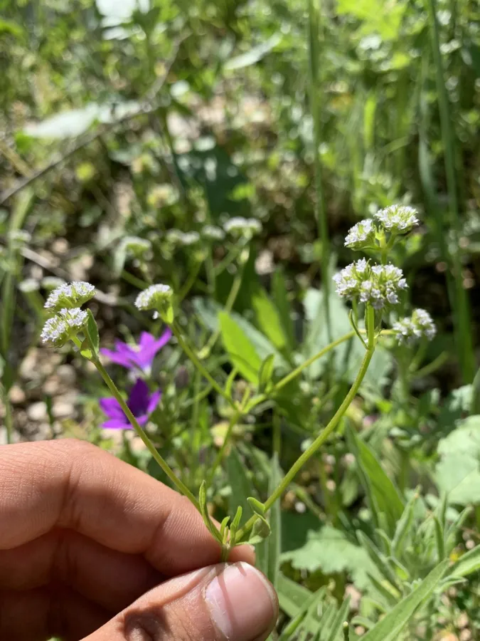 Valerianella dactylophylla
