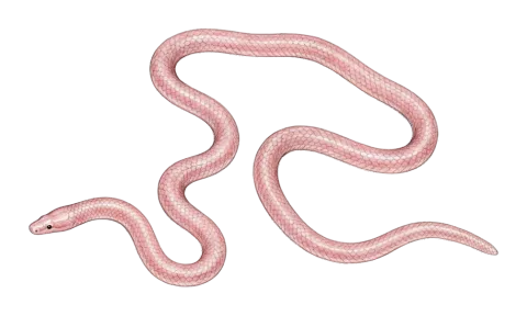 Long-nosed Worm Snake