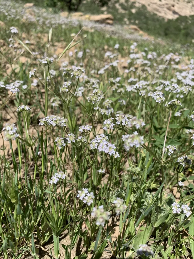 Valerianella vesicaria