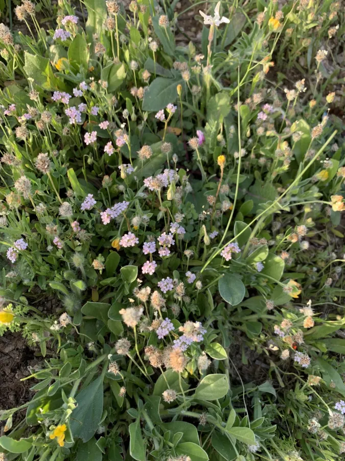 Valerianella vesicaria
