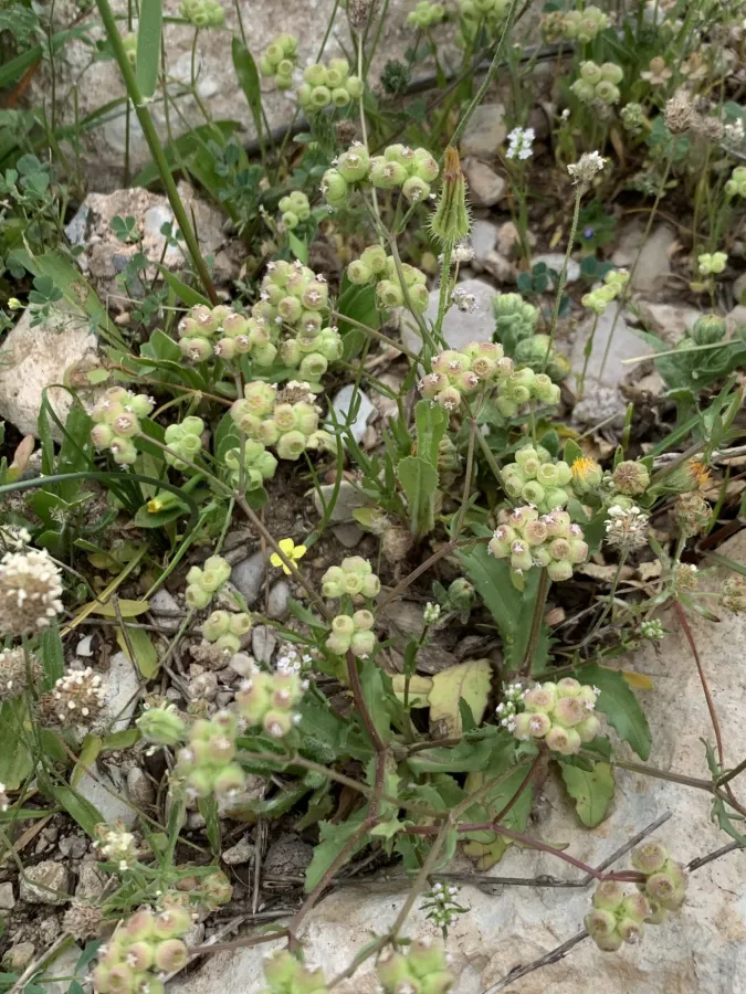 Valerianella vesicaria