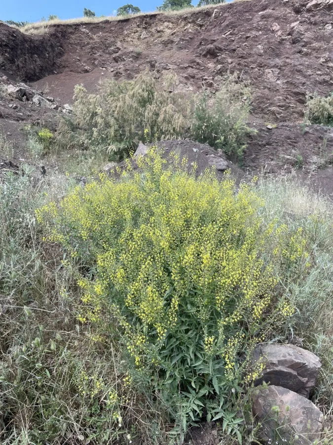 Verbascum agrimoniifolium