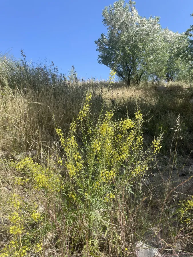 Verbascum agrimoniifolium