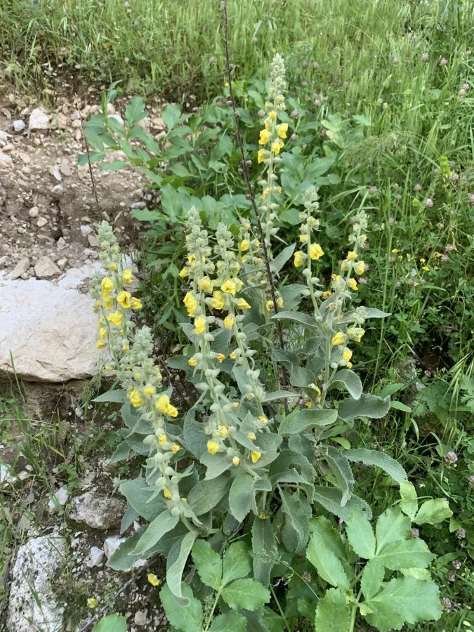 Verbascum alceoides