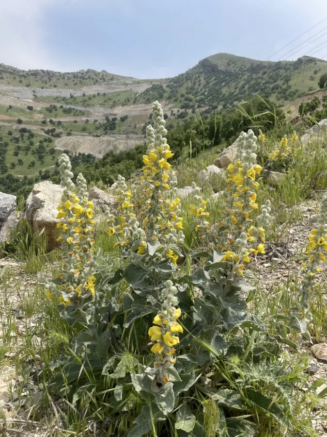 Verbascum alceoides