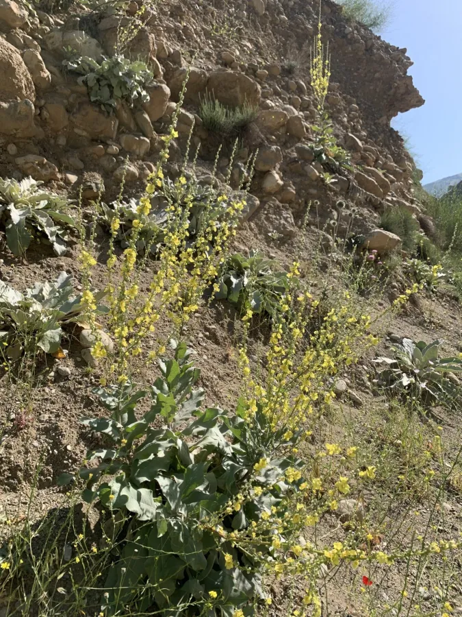 Verbascum carduchorum