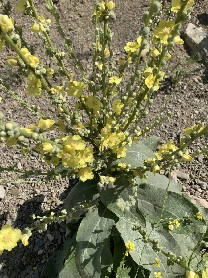 Verbascum carduchorum