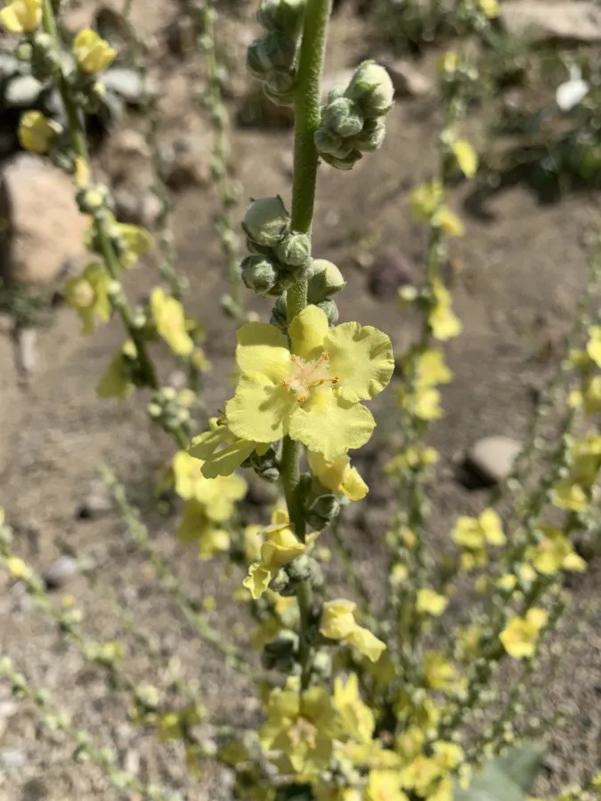 Verbascum carduchorum