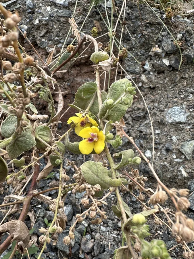 Verbascum gaillardotii