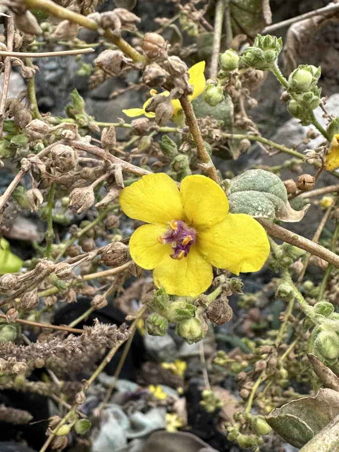 Verbascum gaillardotii