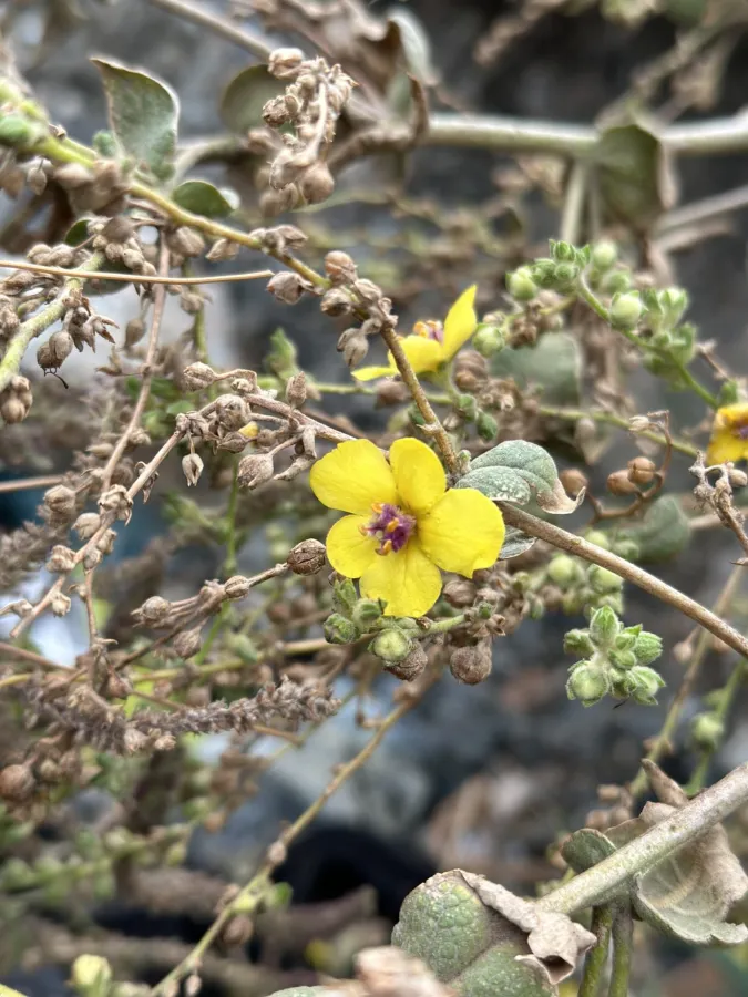 Verbascum gaillardotii
