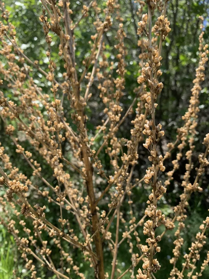 Verbascum haussknechtianum