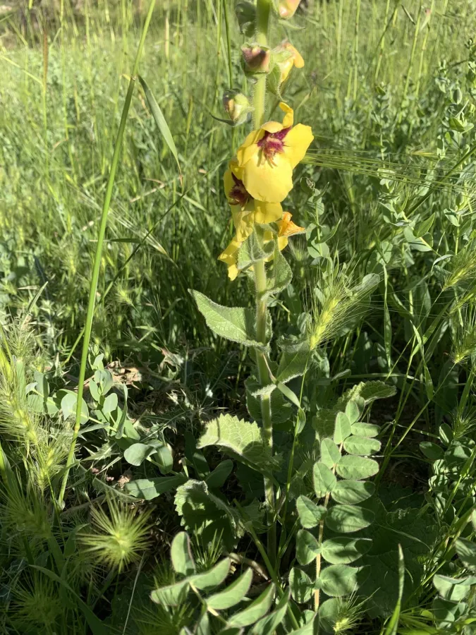 Verbascum macrocarpum