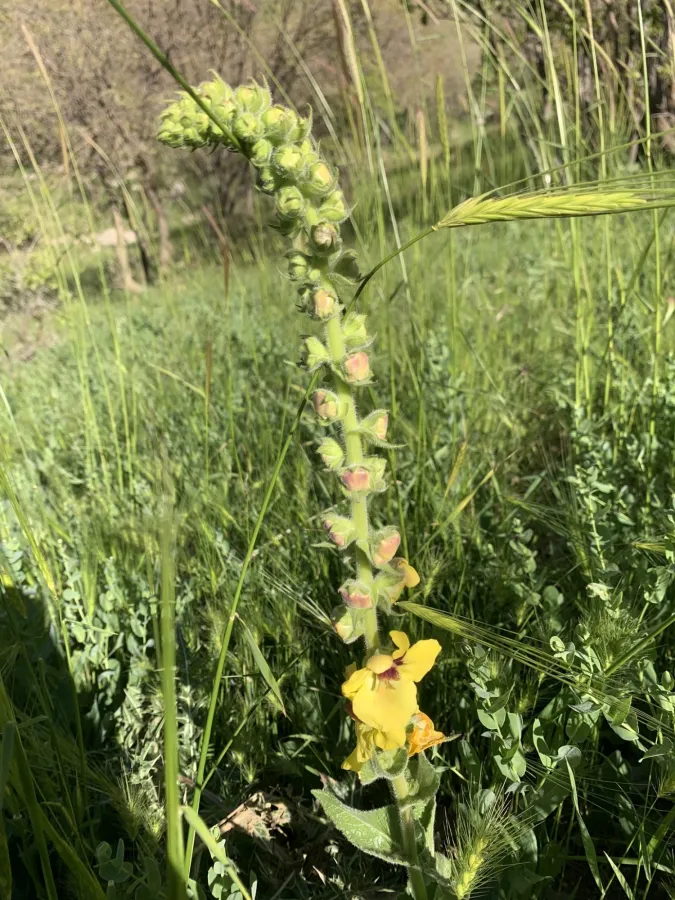 Verbascum macrocarpum