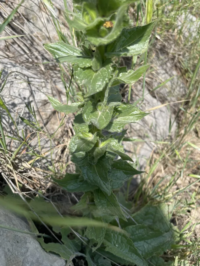 Verbascum macrocarpum