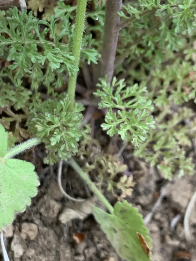 Verbascum orientale