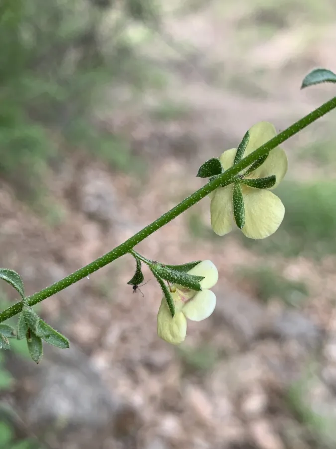 Verbascum orientale