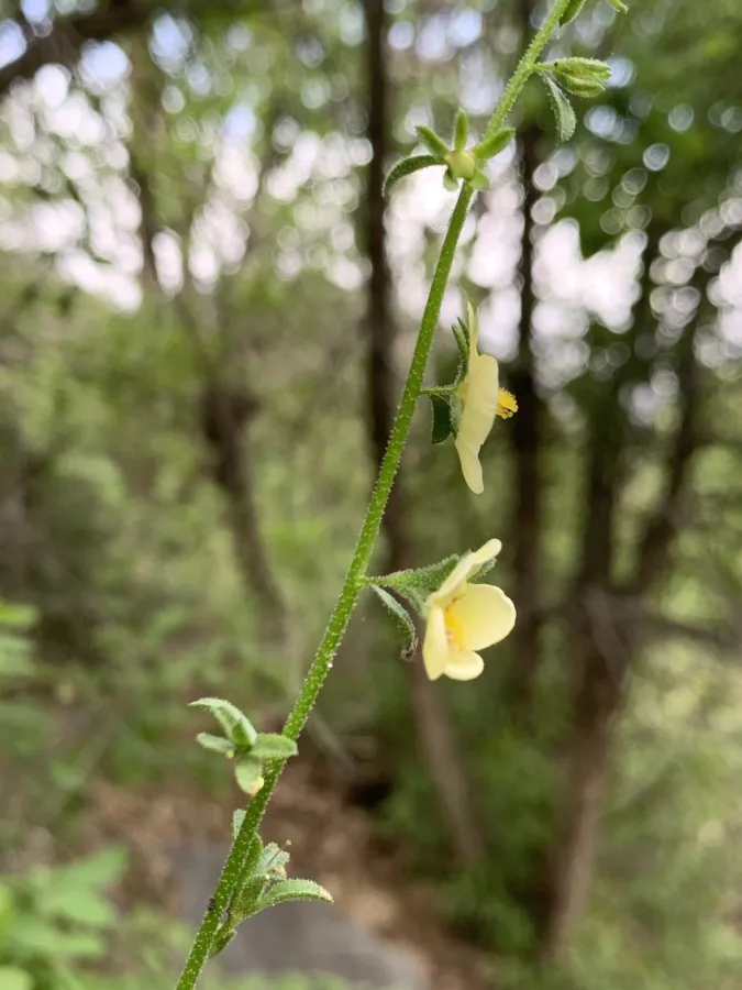 Verbascum orientale