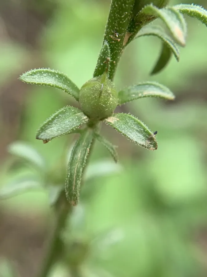 Verbascum orientale
