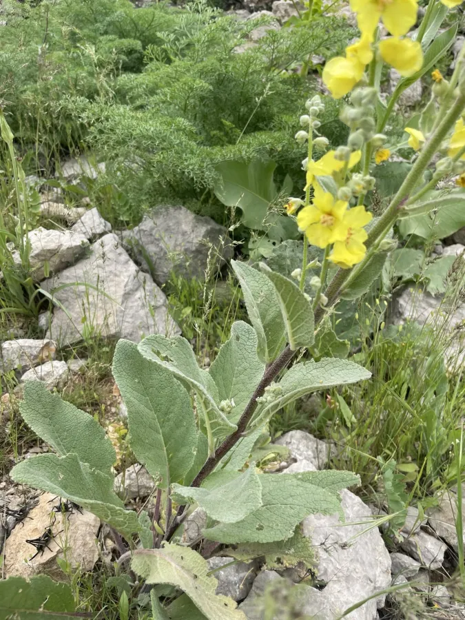 Verbascum pseudodigitalis