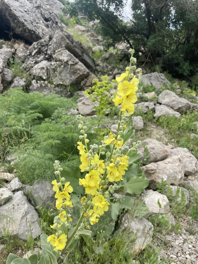 Verbascum pseudodigitalis