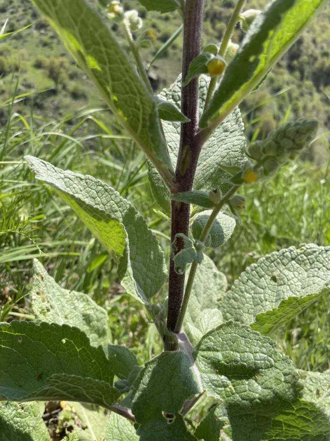 Verbascum pseudodigitalis